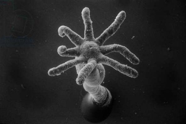 Kraken hydra
