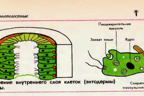 Тор для кракена