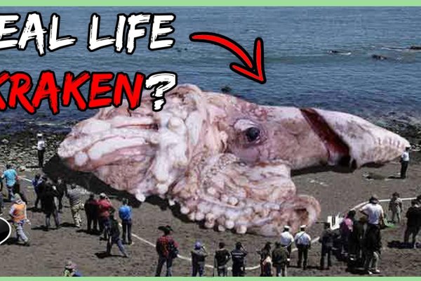 Kraken актуальное